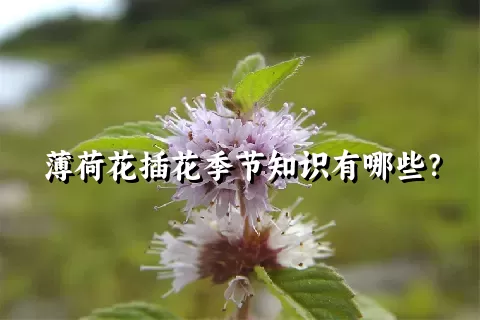 薄荷花插花季节知识有哪些？