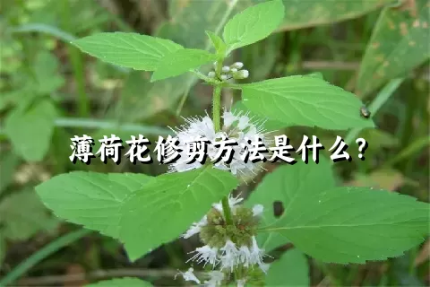 薄荷花修剪方法是什么？