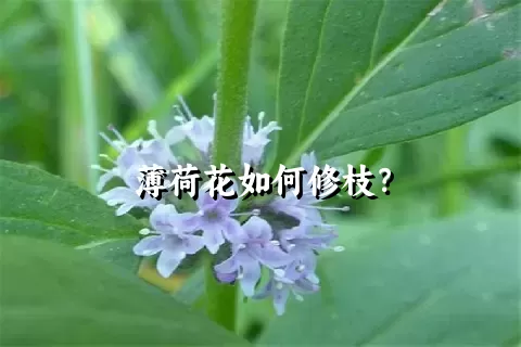 薄荷花如何修枝？