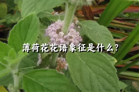 薄荷花花语象征是什么？