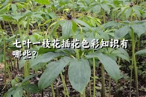 七叶一枝花插花色彩知识有哪些？