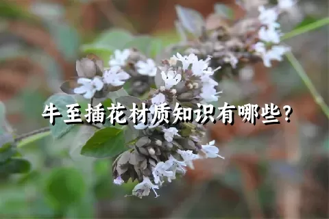 牛至插花材质知识有哪些？
