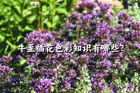 牛至插花色彩知识有哪些？