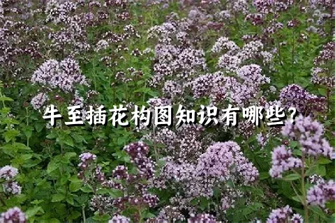 牛至插花构图知识有哪些？