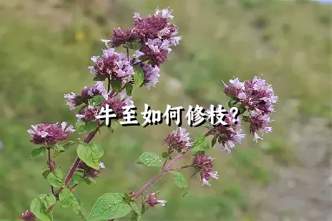 牛至如何修枝？
