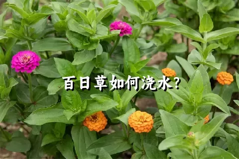 百日草如何浇水？