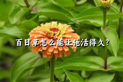 百日草怎么能让他活得久？