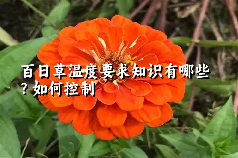 百日草温度要求知识有哪些？如何控制