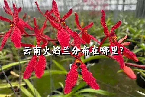云南火焰兰分布在哪里?