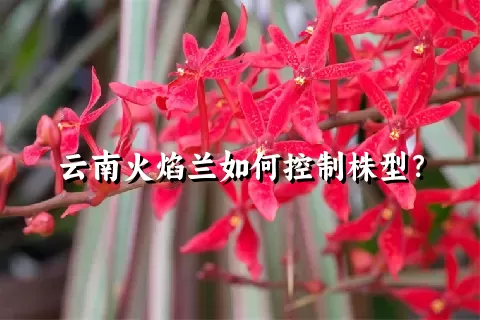 云南火焰兰如何控制株型？