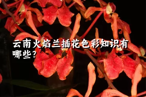 云南火焰兰插花色彩知识有哪些？