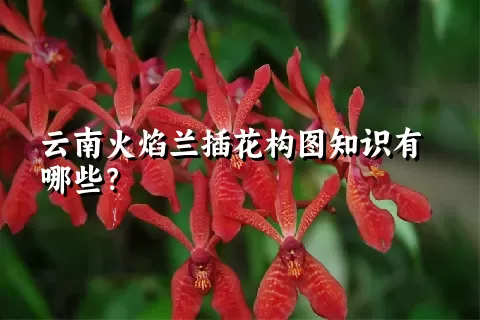云南火焰兰插花构图知识有哪些？