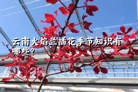 云南火焰兰插花季节知识有哪些？