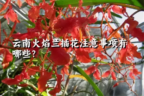 云南火焰兰插花注意事项有哪些？