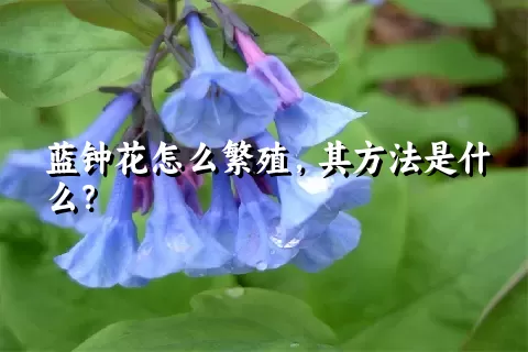 蓝钟花怎么繁殖，其方法是什么？