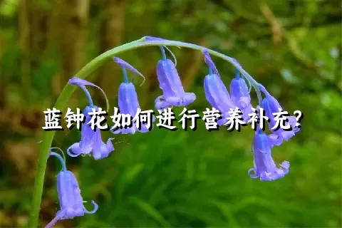 蓝钟花如何进行营养补充？