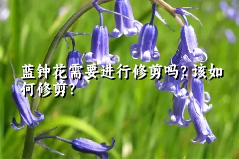 蓝钟花需要进行修剪吗？该如何修剪？