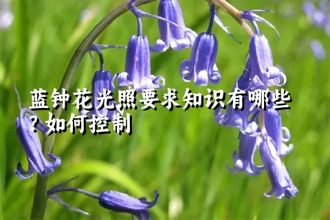 蓝钟花光照要求知识有哪些？如何控制