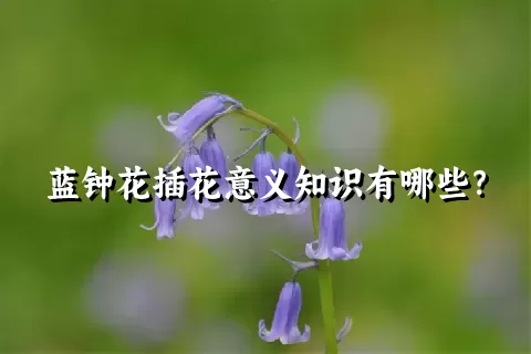 蓝钟花插花意义知识有哪些？