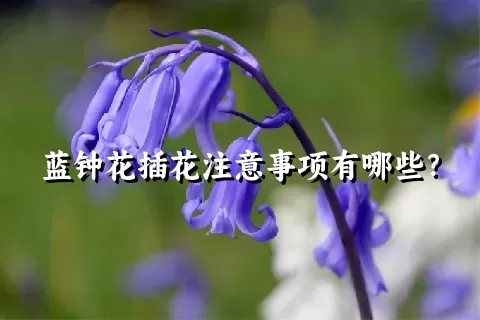 蓝钟花插花注意事项有哪些？