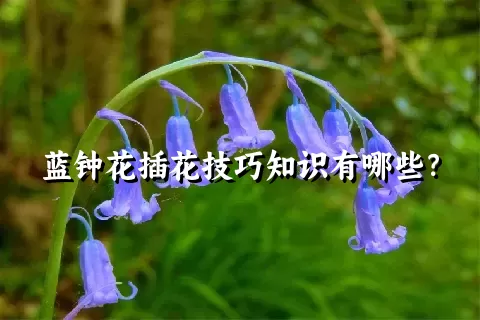 蓝钟花插花技巧知识有哪些？