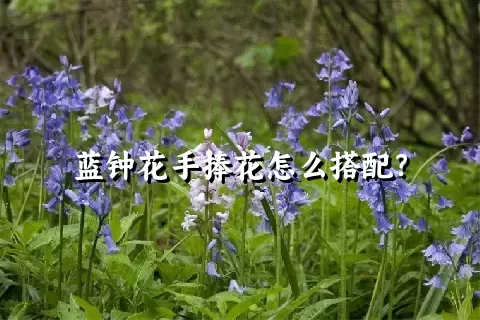 蓝钟花手捧花怎么搭配？