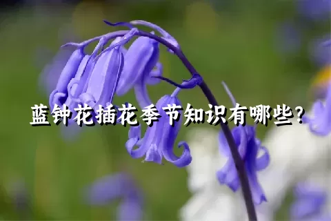 蓝钟花插花季节知识有哪些？