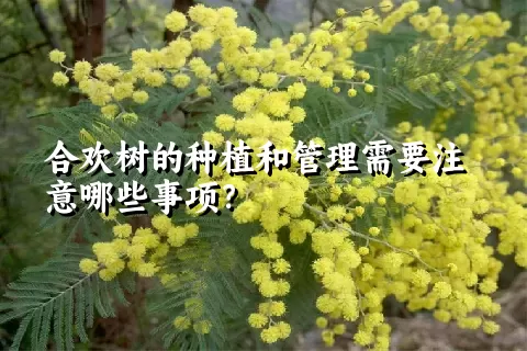 合欢树的种植和管理需要注意哪些事项？