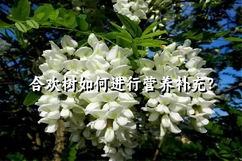 合欢树如何进行营养补充？