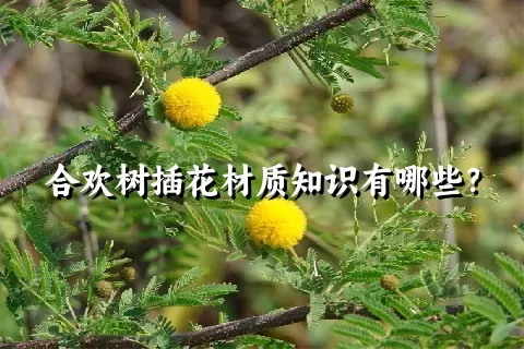 合欢树插花材质知识有哪些？