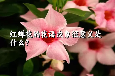 红蝉花的花语或象征意义是什么？