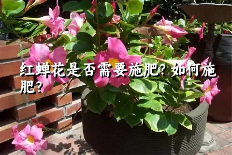 红蝉花是否需要施肥？如何施肥？