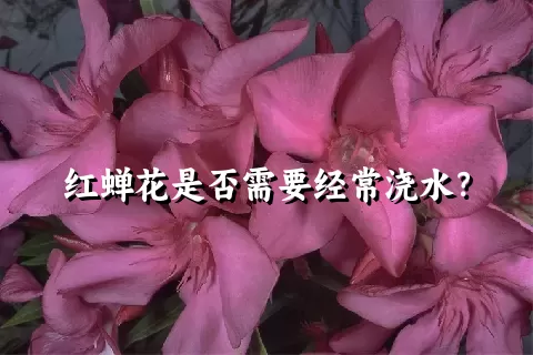 红蝉花是否需要经常浇水？
