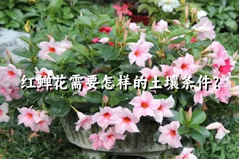 红蝉花需要怎样的土壤条件？