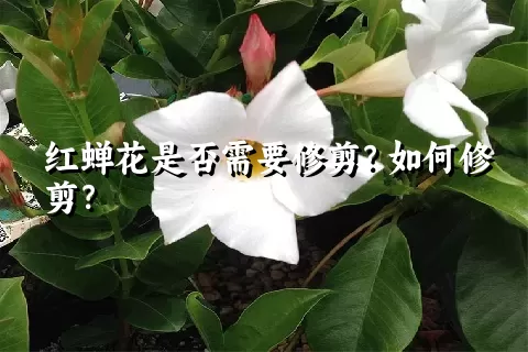 红蝉花是否需要修剪？如何修剪？