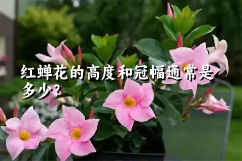 红蝉花的高度和冠幅通常是多少？