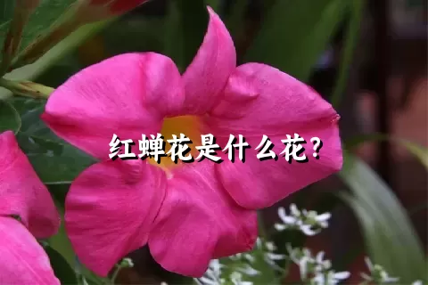 红蝉花是什么花？