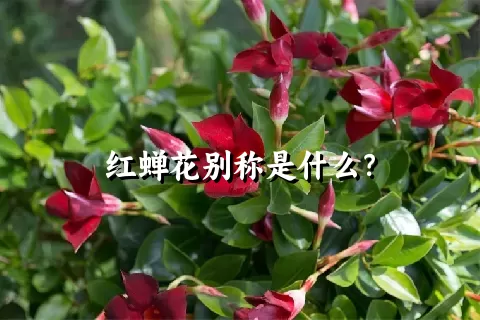 红蝉花别称是什么？