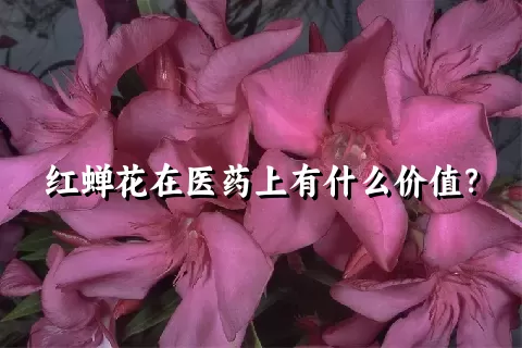 红蝉花在医药上有什么价值？