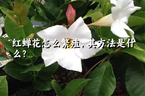 红蝉花怎么繁殖，其方法是什么？