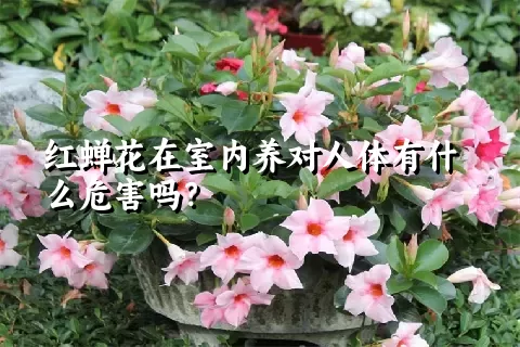 红蝉花在室内养对人体有什么危害吗？