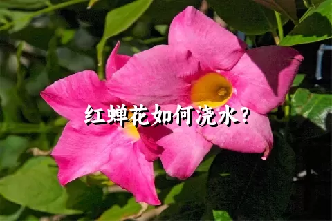 红蝉花如何浇水？