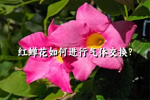 红蝉花如何进行气体交换？