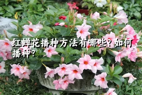 红蝉花播种方法有哪些？如何播种？