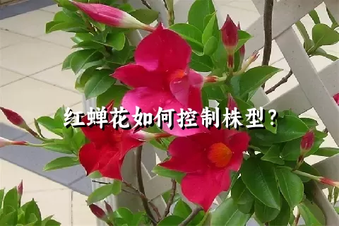 红蝉花如何控制株型？