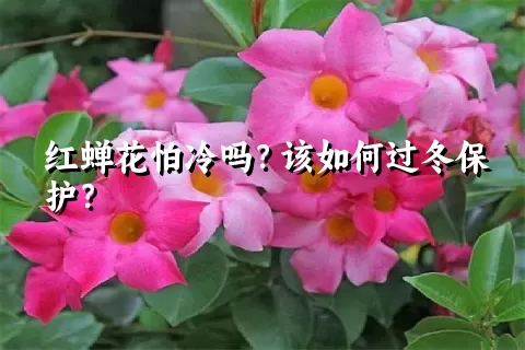 红蝉花怕冷吗？该如何过冬保护？