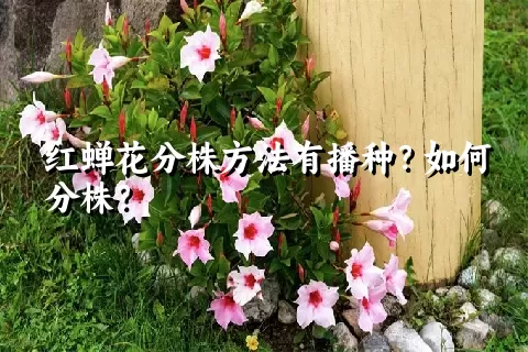 红蝉花分株方法有播种？如何分株？