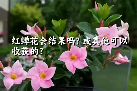 红蝉花会结果吗？或其他可以收获的？