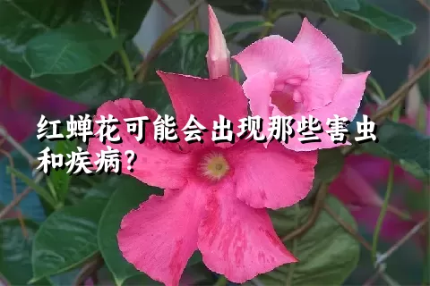 红蝉花可能会出现那些害虫和疾病？