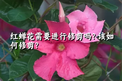 红蝉花需要进行修剪吗？该如何修剪？